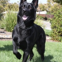 Kelieliers Bener Cerbers